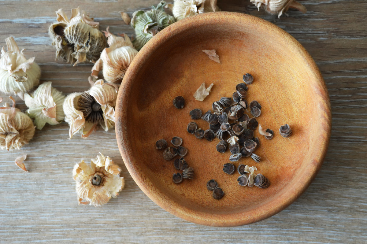 Dried hollyhock flowers with seeds harvested into a wooden bowl.