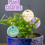 Plant charms in a fern plant.