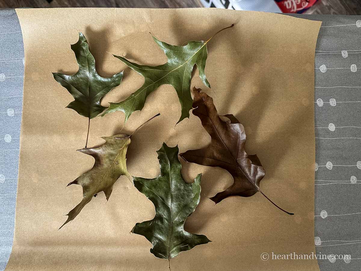 Green and brown real oak leaves on an ironing board on parchment.