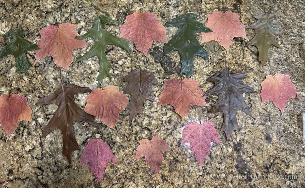 Arrangement of fall leaves on a counter.