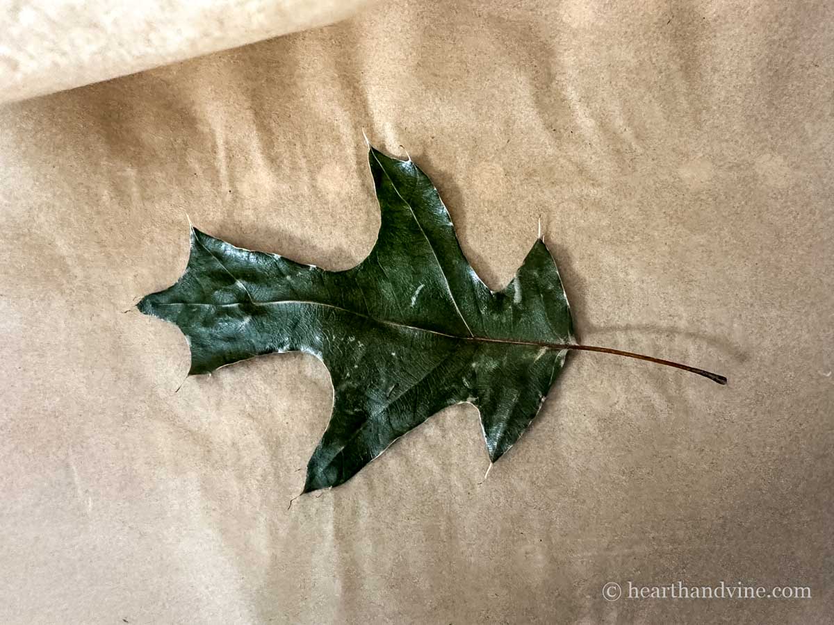 Green oak leaf pressed on an ironing board on parchment.