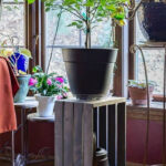 Meyer lemon tree on top of a gray wooden crate rolling plant stand near a window.