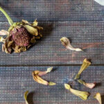 Zinnia dried seed head and individual seeds.