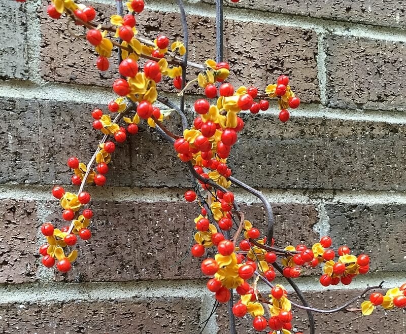 Bittersweet vine has great fall color that will last as a long time. Use it in wreaths, vases or anywhere to add a touch of fall to your home decor.
