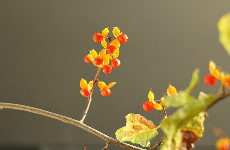 If you like to decorate with nature you may be interested to learn about bittersweet vine, how to find it and use it in your fall decor.