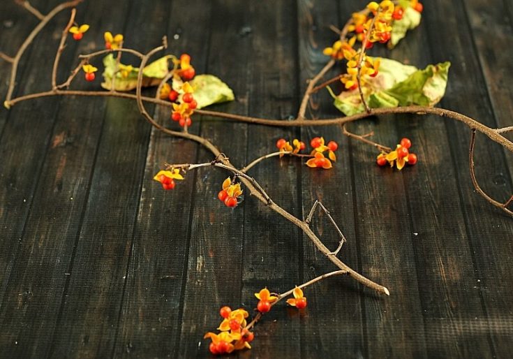 Beautiful Bittersweet Vine: Decorating with Nature | Hearth and Vine
