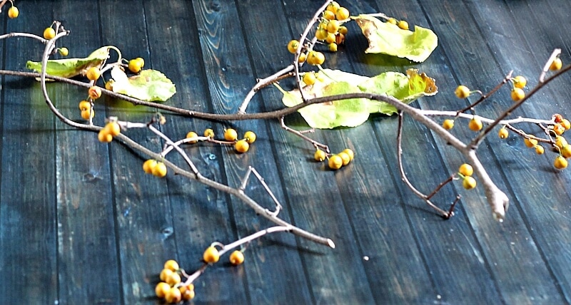 If you like to decorate with nature you may be interested to learn about bittersweet vine, how to find it and use it in your fall decor.