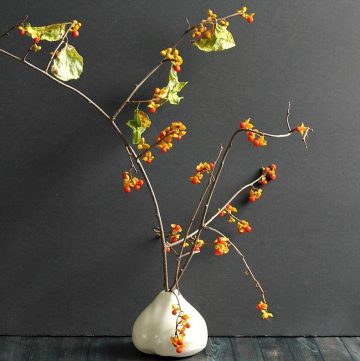 If you like to decorate with nature you may be interested to learn about bittersweet vine, how to find it and use it in your fall decor.
