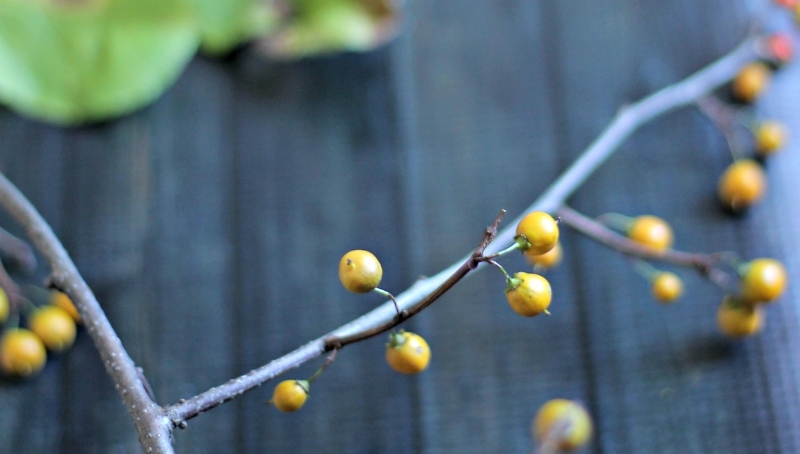 If you like to decorate with nature you may be interested to learn about bittersweet vine, how to find it and use it in your fall decor.