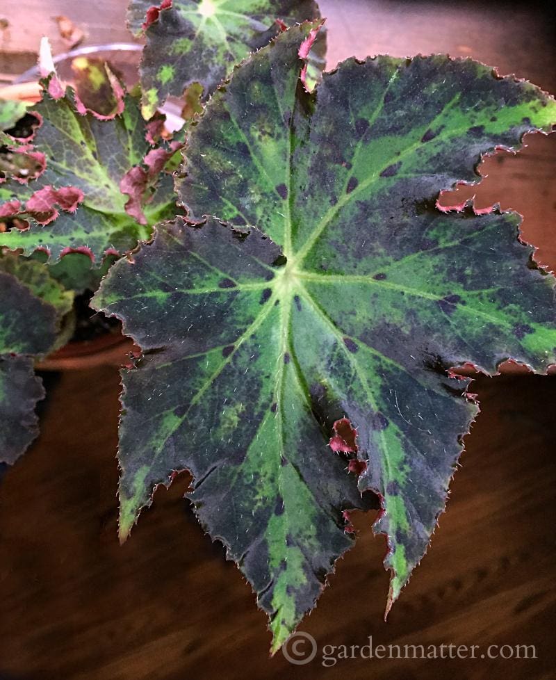 Learn about a couple of great Begonias that are easy to grow indoors. ~ gardenmatter.com