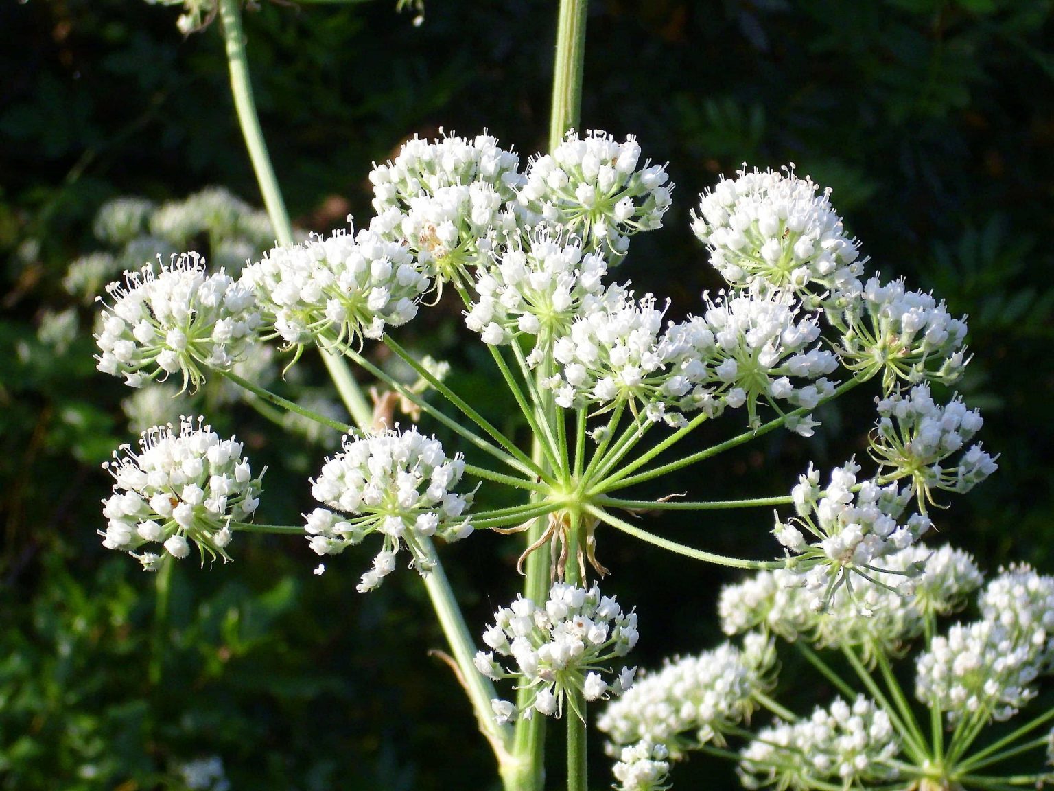 Queen Anne's Lace Wildflower Hearth and Vine