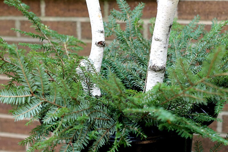 Placing more evergreen inside birch branches and greens in a planter urn.