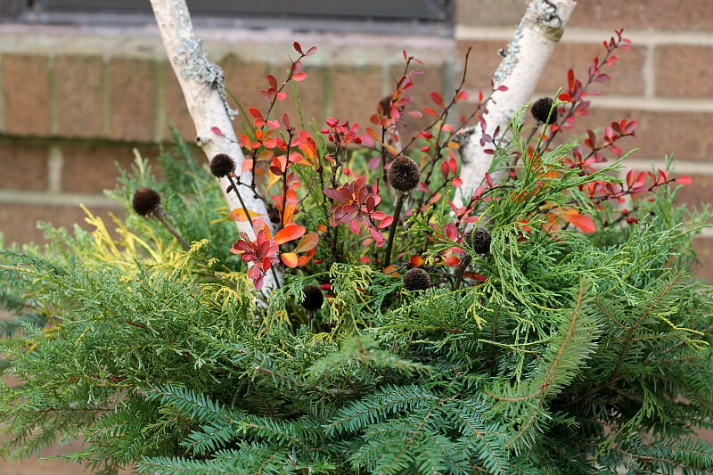 Top of holiday outdoor planter close up of birch branches, barberry branches and seed pods.