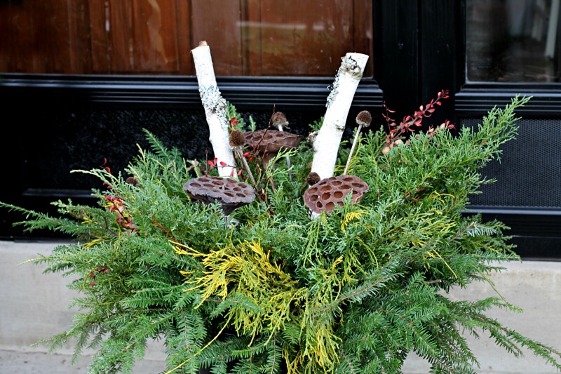 DIY Holiday Planter with different types of evergreens, two birch branches, and seed pods.