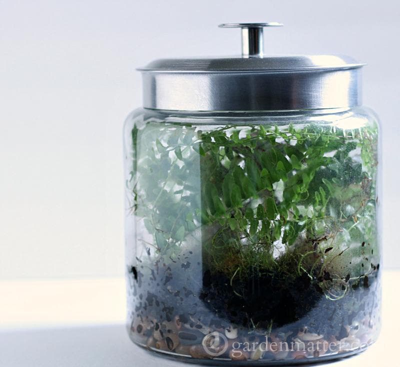 Learn how to make a terrarium from 7 different sources