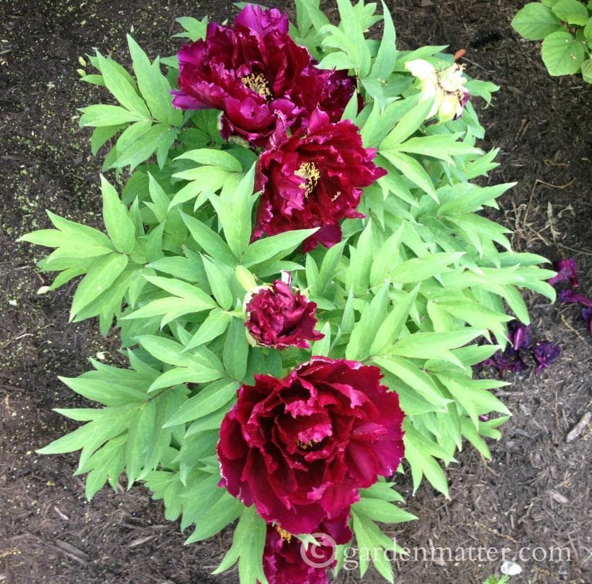 A Peony Portfolio: A Beautiful Shrub for the Garden