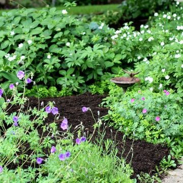 Gardening on the other side of the walk - Basics feature - gardenmatter.com