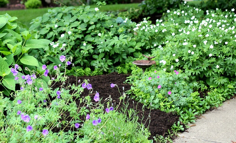 Spring garden with blooming perennial geranium and wood anemone. 