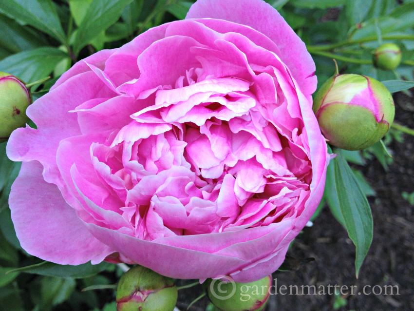 Herbaceous peony Dr Alexander Flemming