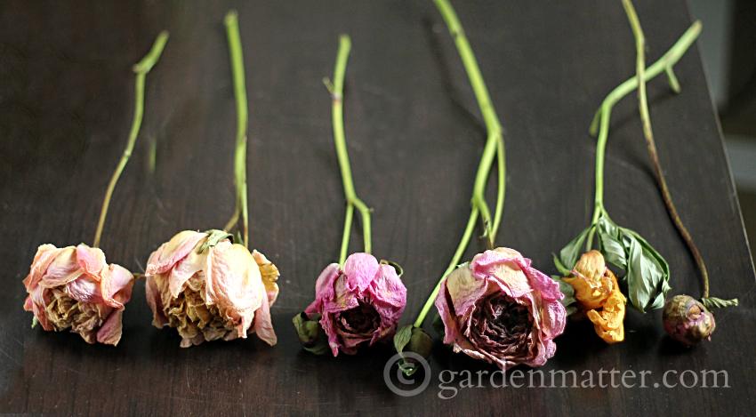 Dried Peonies - Shadow Box Dried Peonies 