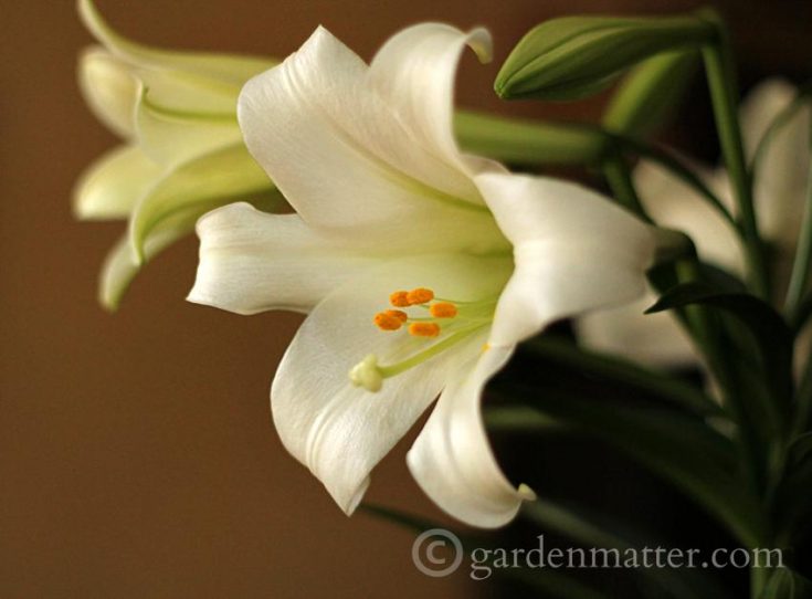 Easter Lilies and a Centerpiece Hearth and Vine