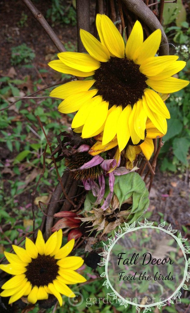 Make a sunflower & coneflower wreath and other seed heads from your flowers. You can enjoy the beauty of the wreath and the birds can enjoy them too.