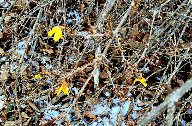 Forsythia in bloom - crazy winter garden weather - gardenmatter.com