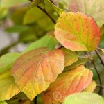 Learn about plants with fall color that you can but for your garden including selections of trees, shrubs and perennials that display beautiful fall color.