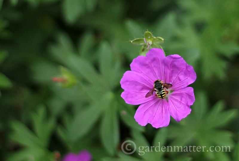 honey bee on flower