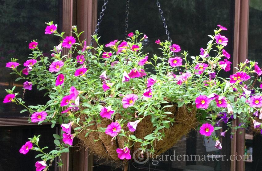 Hanging Basket ~ Calibrachoa ~gardenmatter.com