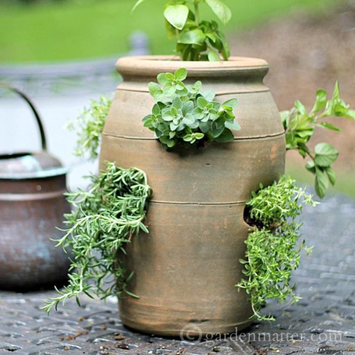 Create a culinary herb garden by using a strawberry pot which gives the herbs great drainage and saves on space.