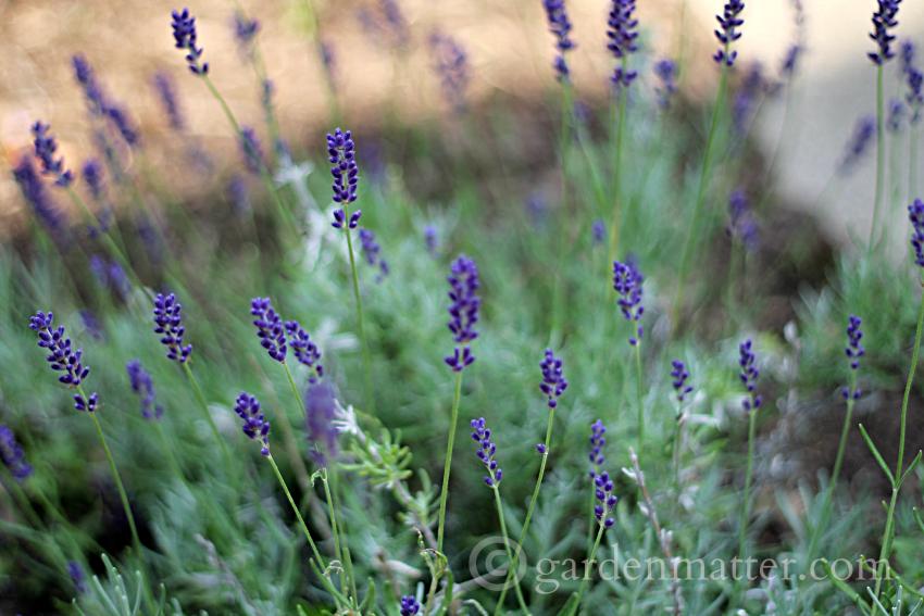 English vs French Lavender ~ Top 10 posts of 2015 ~ gardenmatter.com 