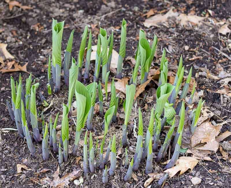Hosta leaves just emerging from the ground in the spring.