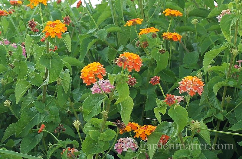 Enjoy a garden tour of plants growing in sunny Sandbridge Beach Virginia