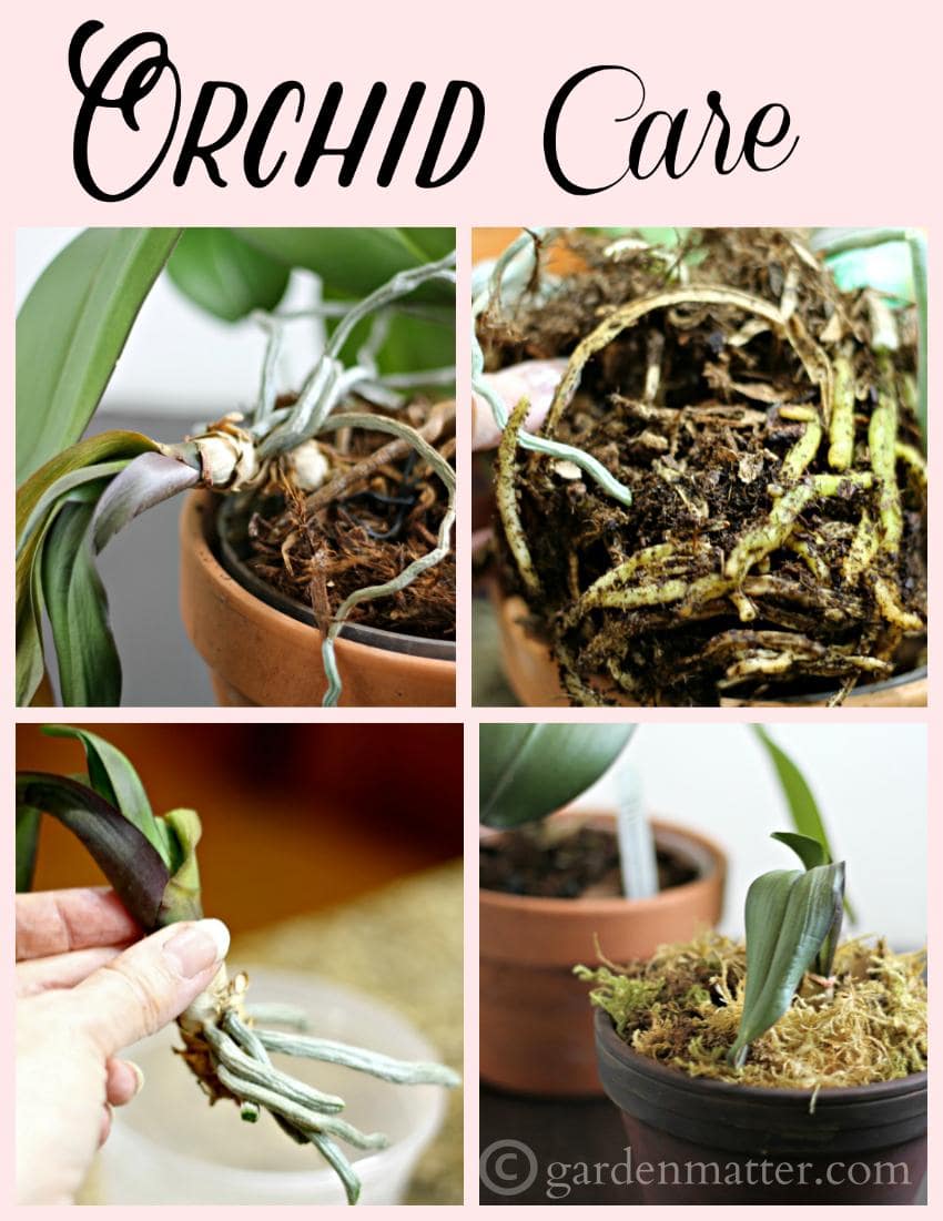 Repotting Orchids And Basic Care Its Easier Than You Think 5325