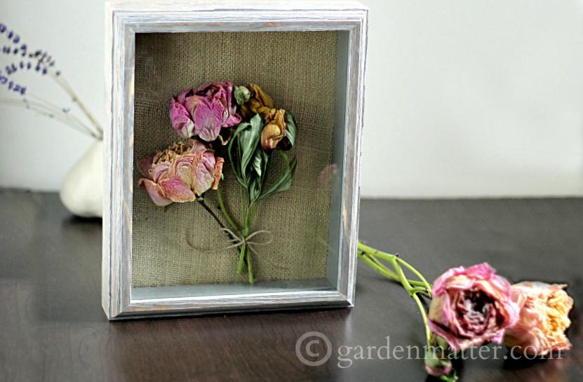 display - Shadow Box Dried Peonies ~gardenmatter.com