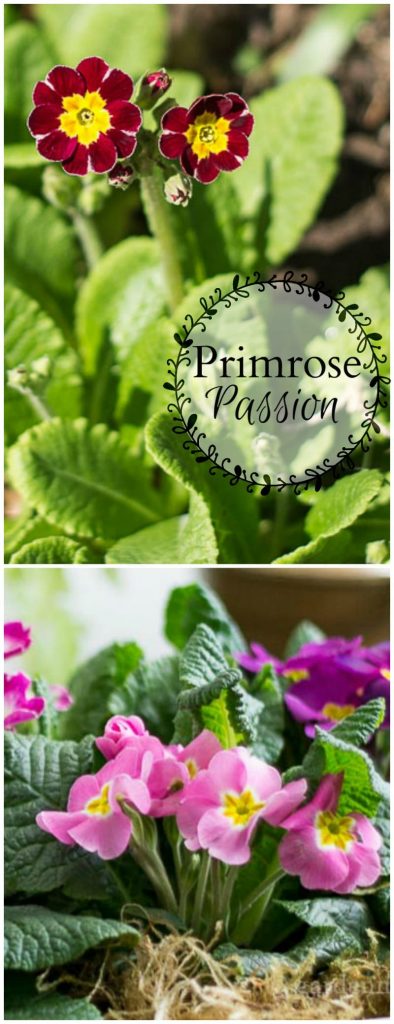 Learn about this pretty spring bloomer and the many different yet all beautiful types and why many have a primrose passion.
