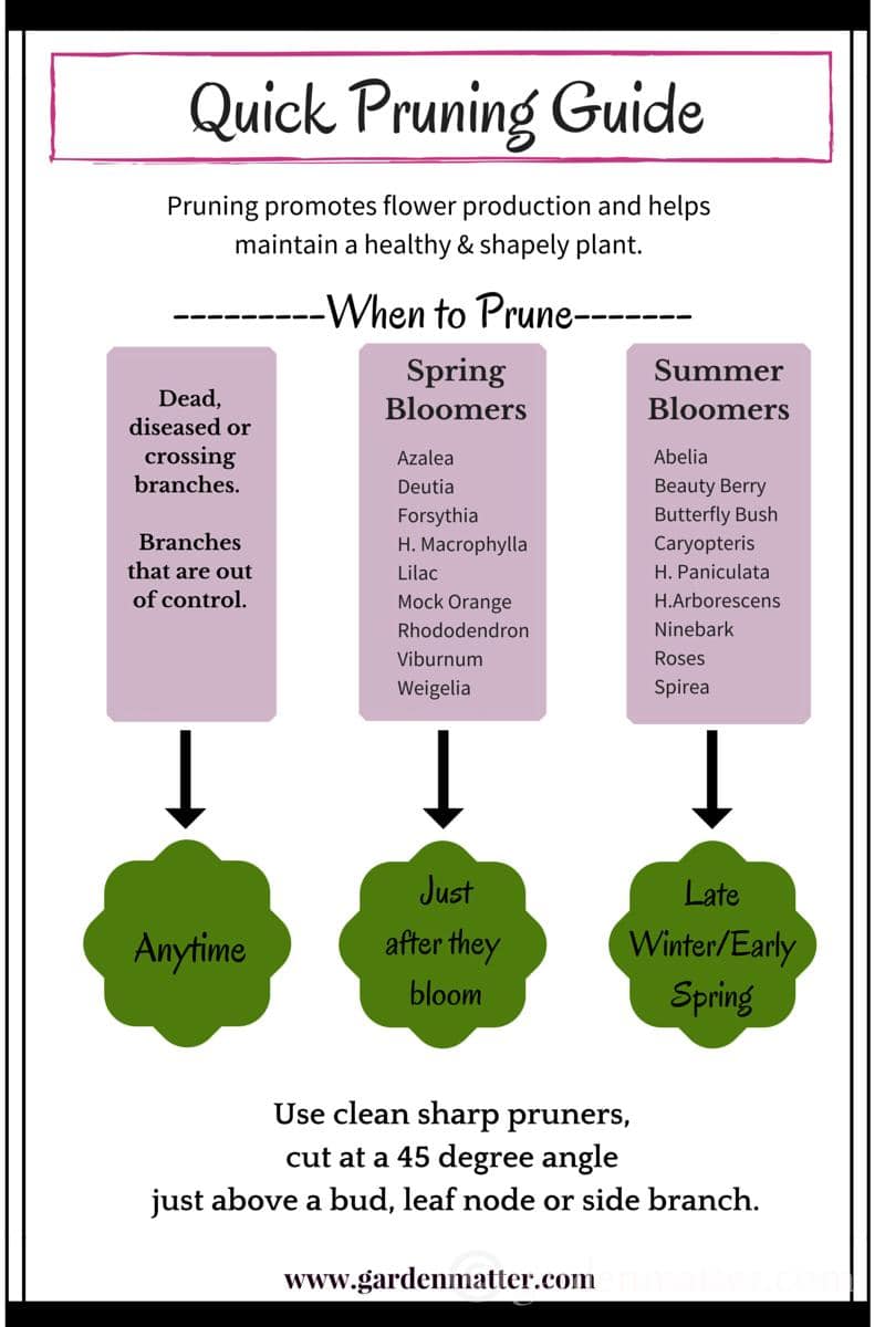 This handy pruning guide will help take the guess work out of when to prune your flowering shrubs.