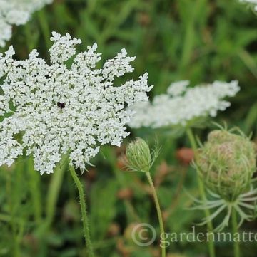 Learn about this beautiful wild flower commonly known as Queen Anne's Lace, it's history and the difference between it and some other dangerous look alikes.