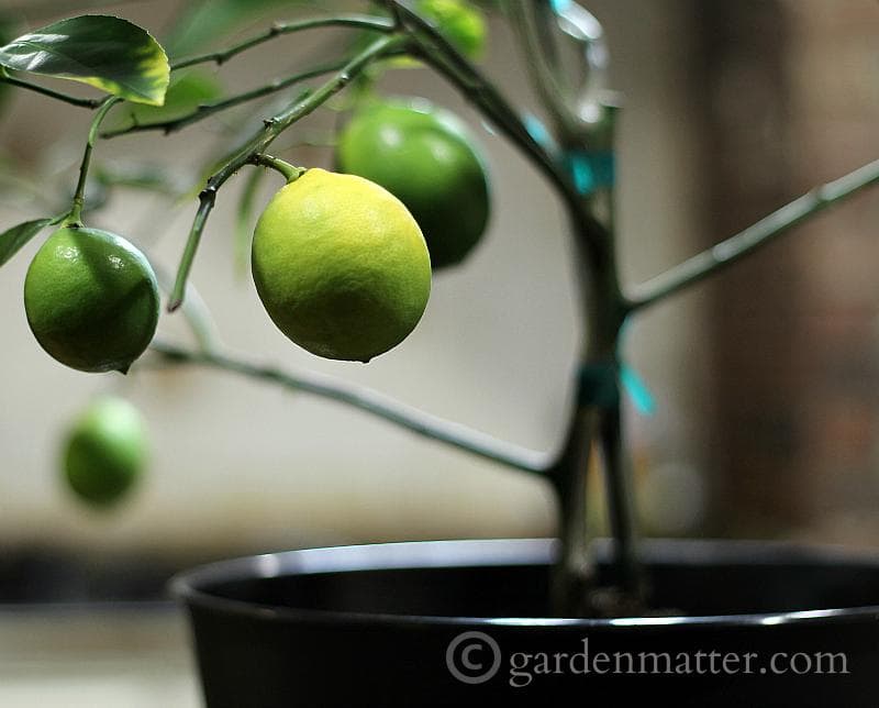 Repotting My Dwarf Meyer Lemon Tree