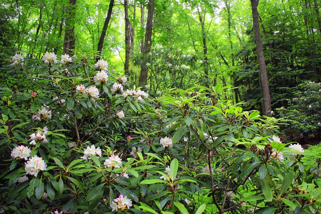 Rhododendrons are a good choice for the landscape with showy flowers in the spring and beautiful large dark green leaves even in the winter.