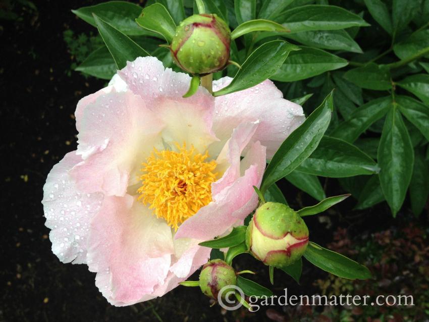View a nice peony portfolio and learn the differences between herbaceous, tree and Itoh varieties.