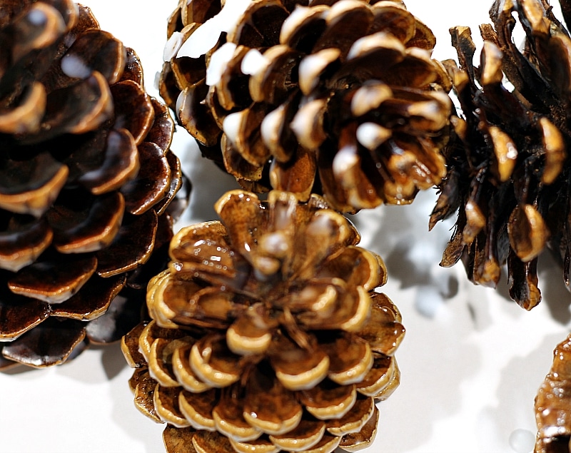 Pine cones with scented wax