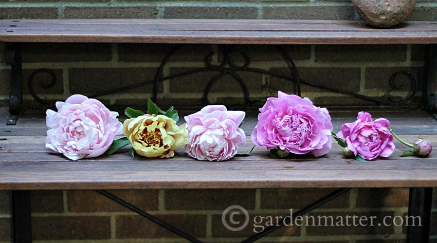 Fresh Picked Peonies - Shadow Box Dried Peonies