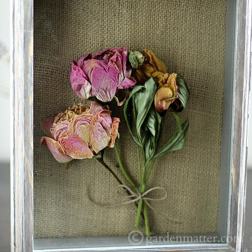 Shadow Box Peonies - A Great Way to Preserve Your Garden ...