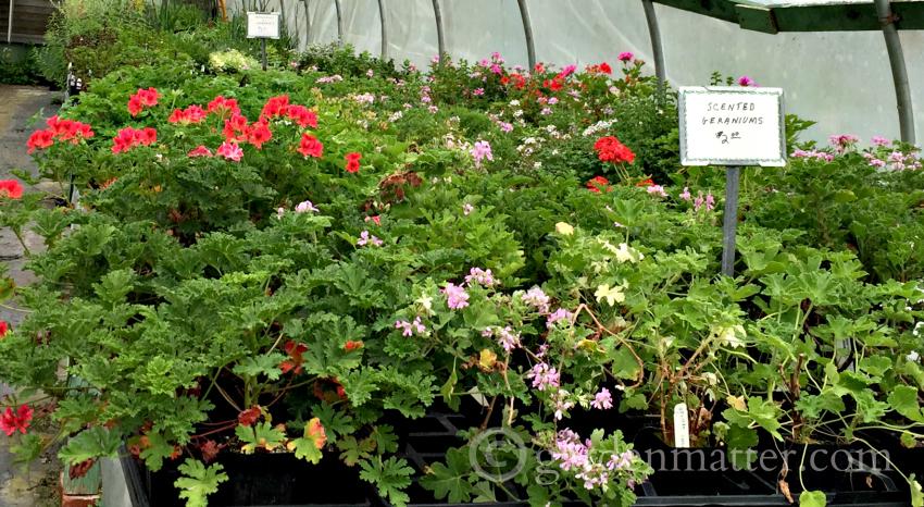 Shields Scented Geraniums ~ gardenmatter.com