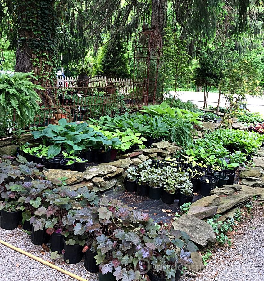 A few tips on how to choose the best plants and a trip to a unique and beautiful nursery.
