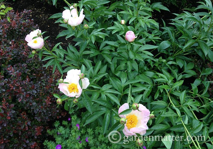View a nice peony portfolio and learn the differences between herbaceous, tree and Itoh varieties.