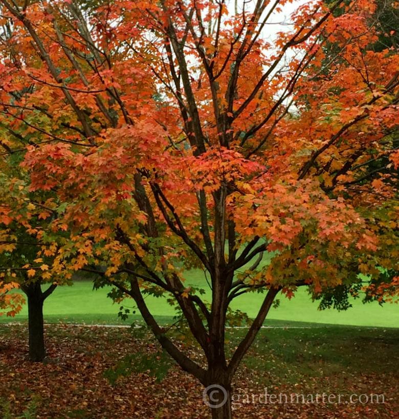Fall maple tree