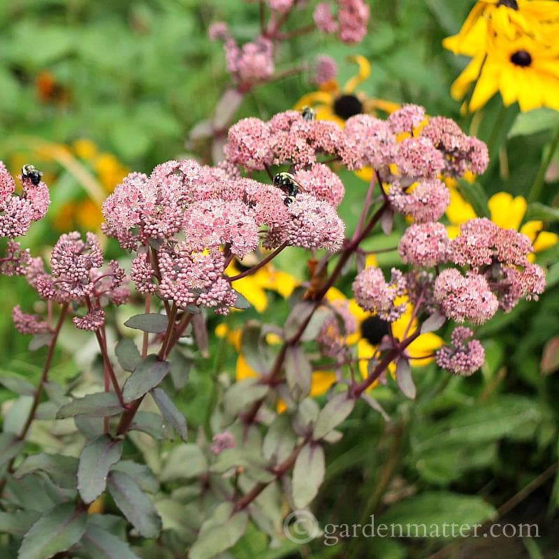 Hardy Succulents Growing Sedum
